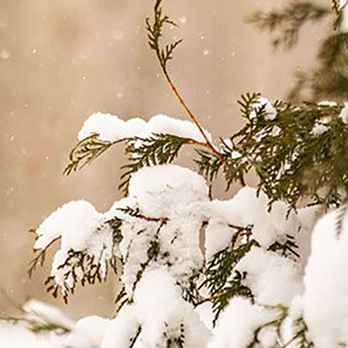 Verschneite immergrüne Zweige mit aufliegendem Pulverschnee und vereinzelten fallenden Schneeflocken vor unscharfem, warm-beigem Hintergrund