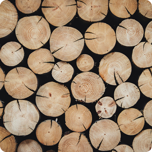 Viele dicht aneinander liegende Baumstamm-Querschnitte und Holzscheiben mit sichtbaren Jahresringen und Rissen, unterschiedliche Durchmesser, helle Holzflächen vor dunklem Hintergrund