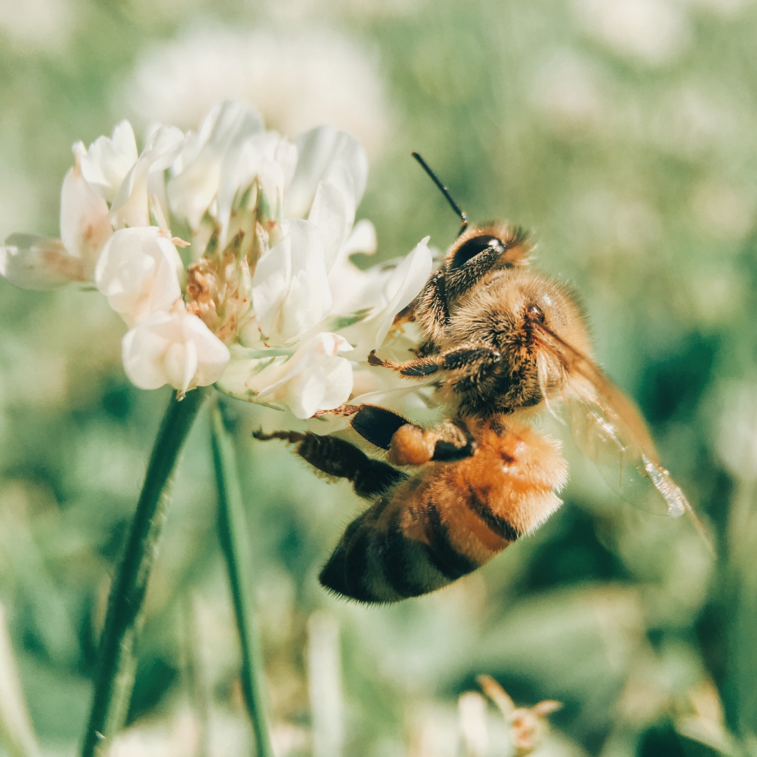 Nahaufnahme einer Honigbiene auf einer weißen Klee-Blüte, sammelt Nektar; sichtbare Pollenhöschen, behaarter Thorax und transparente Flügel vor unscharfem grünem Hintergrund