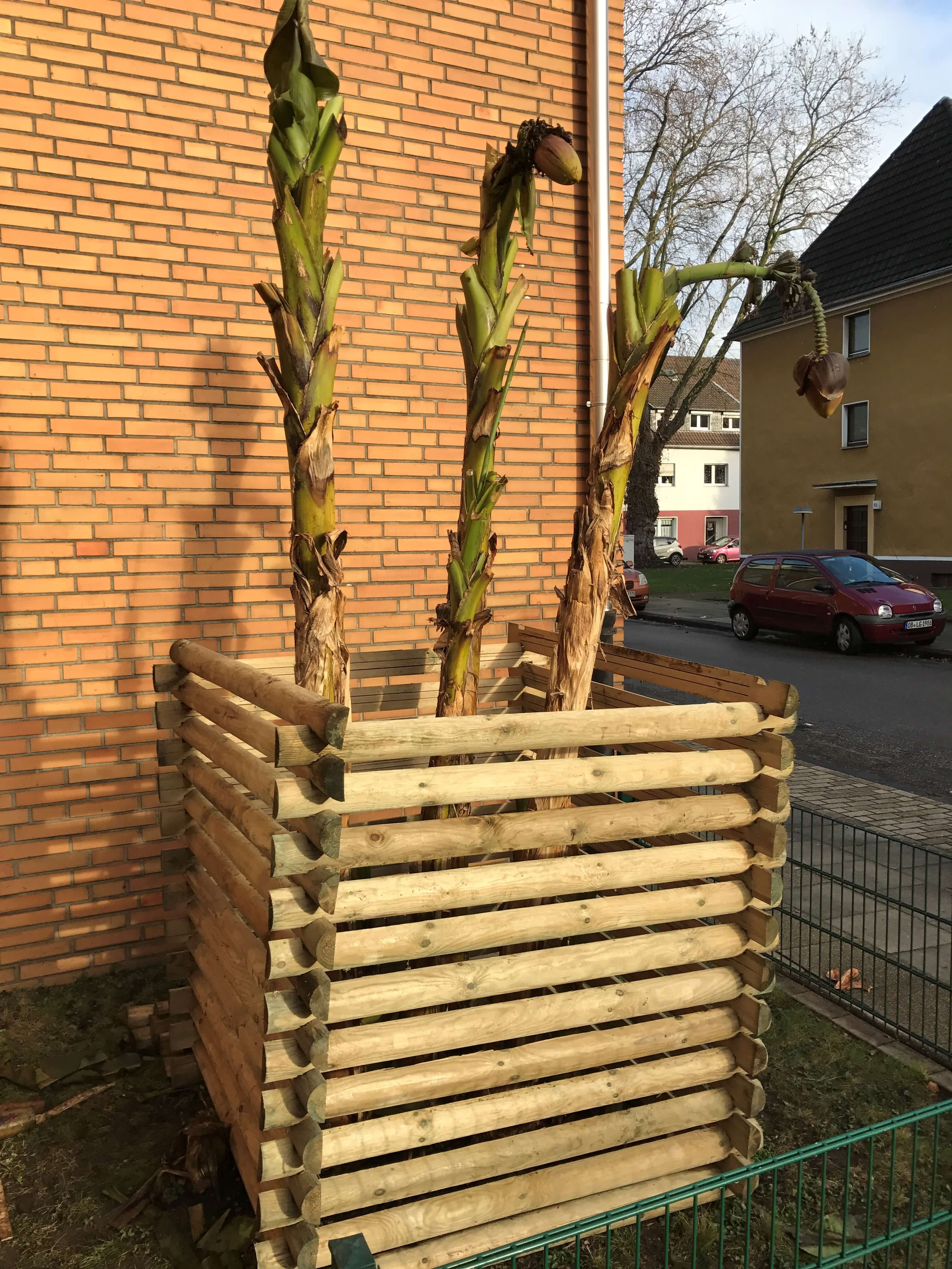 Komposter zum Überwintern eines Bananenbaums eingesetzt