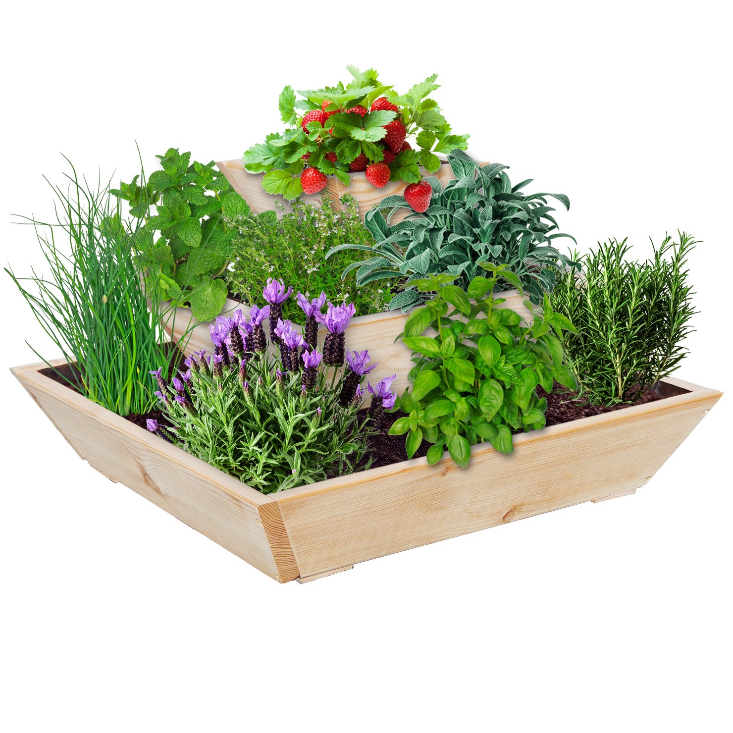 Pyramide Basil - eine Pflanzidee