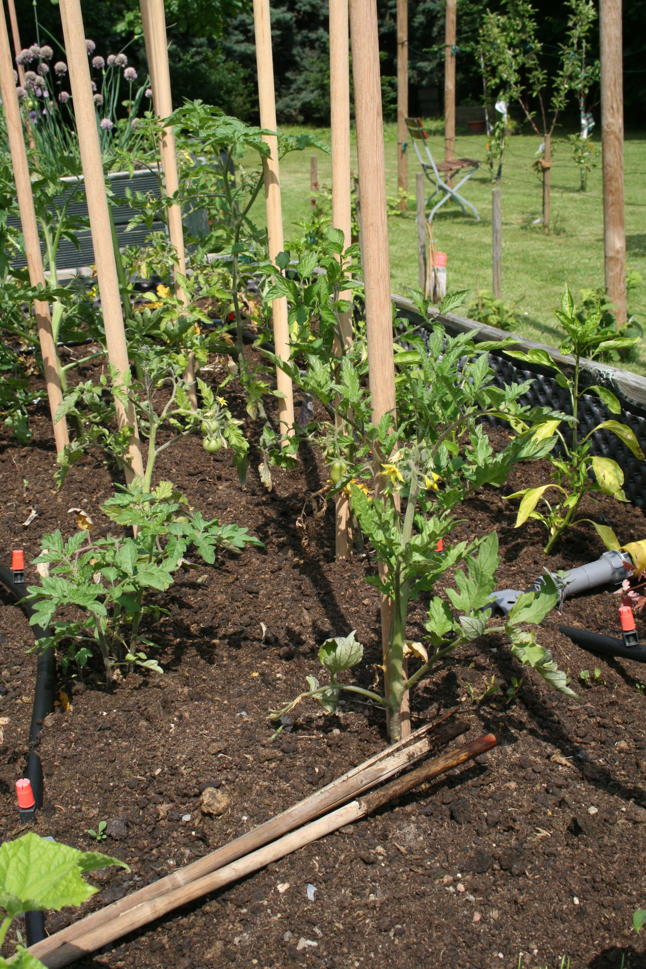 Cumarupfaehle_Tomatenstangen_1JPG.jpg