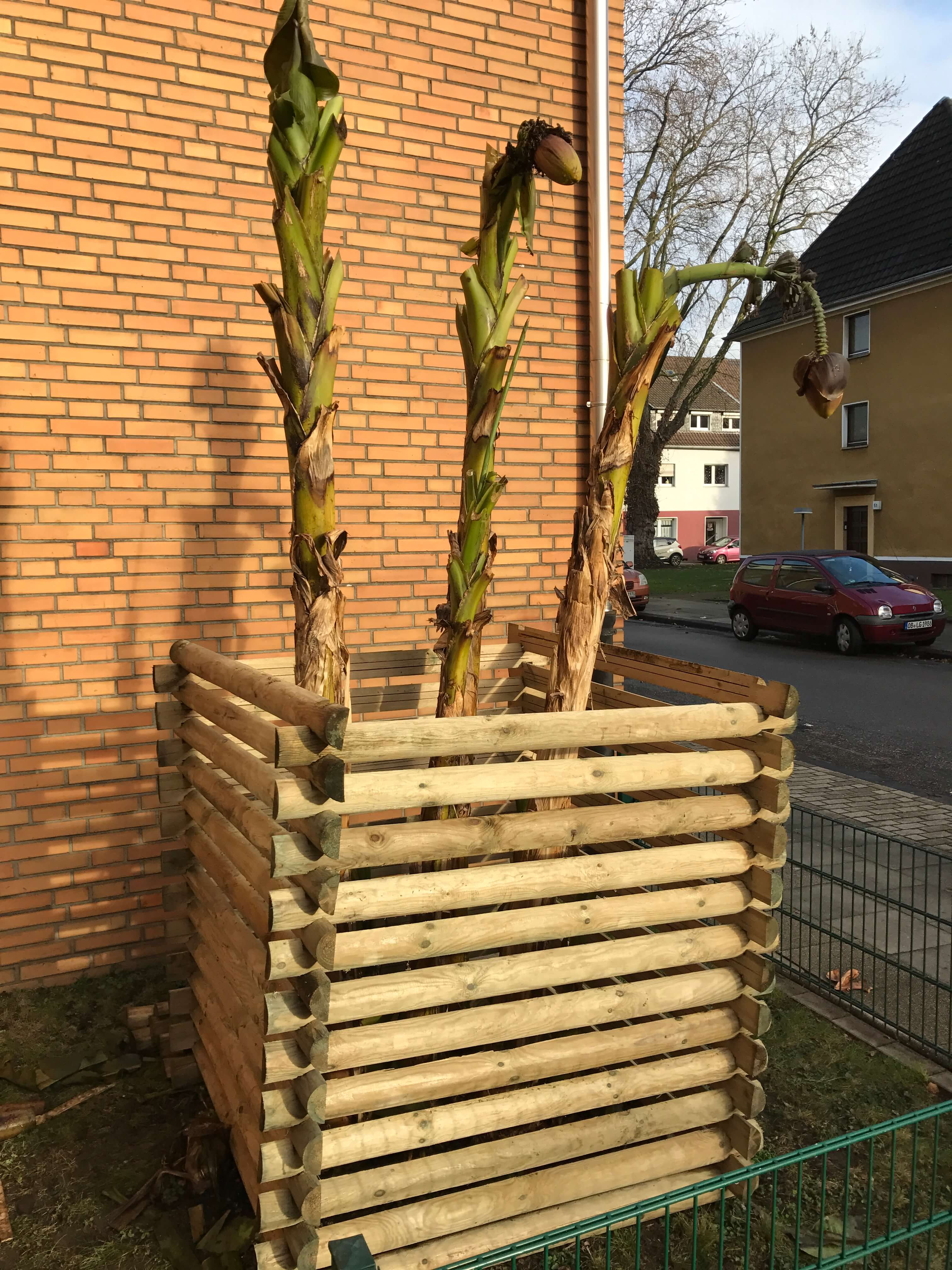 drei hohe Bananenstämme in hölzernem Pflanzkasten vor einer Backsteinwand, zwei mit hängenden vertrockneten Blüten; im Hintergrund Straße mit geparkten Autos, Wohnhäusern und kahlem Baum
