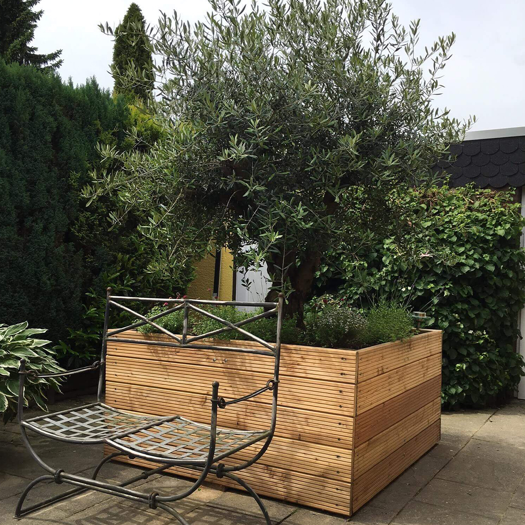 olivenbaum_laerchenplfanzkasten-1 Metallbank vor großem Holz-Pflanzkasten mit dichtem Olivenbaum, Kräutern und Blumen, gepflasterte Terrasse, umgeben von immergrünen Hecken und Efeu