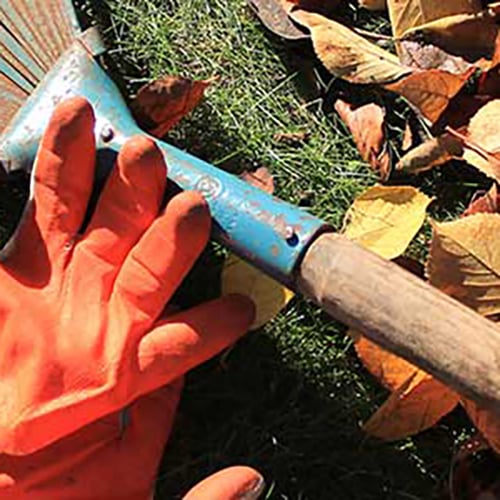 ratgeber-laub-entfernen_500x500 Orange Gartenhandschuhe neben einer blauen Hacke mit Holzstiel auf Gras zwischen herbstlichen gelben und braunen Blättern