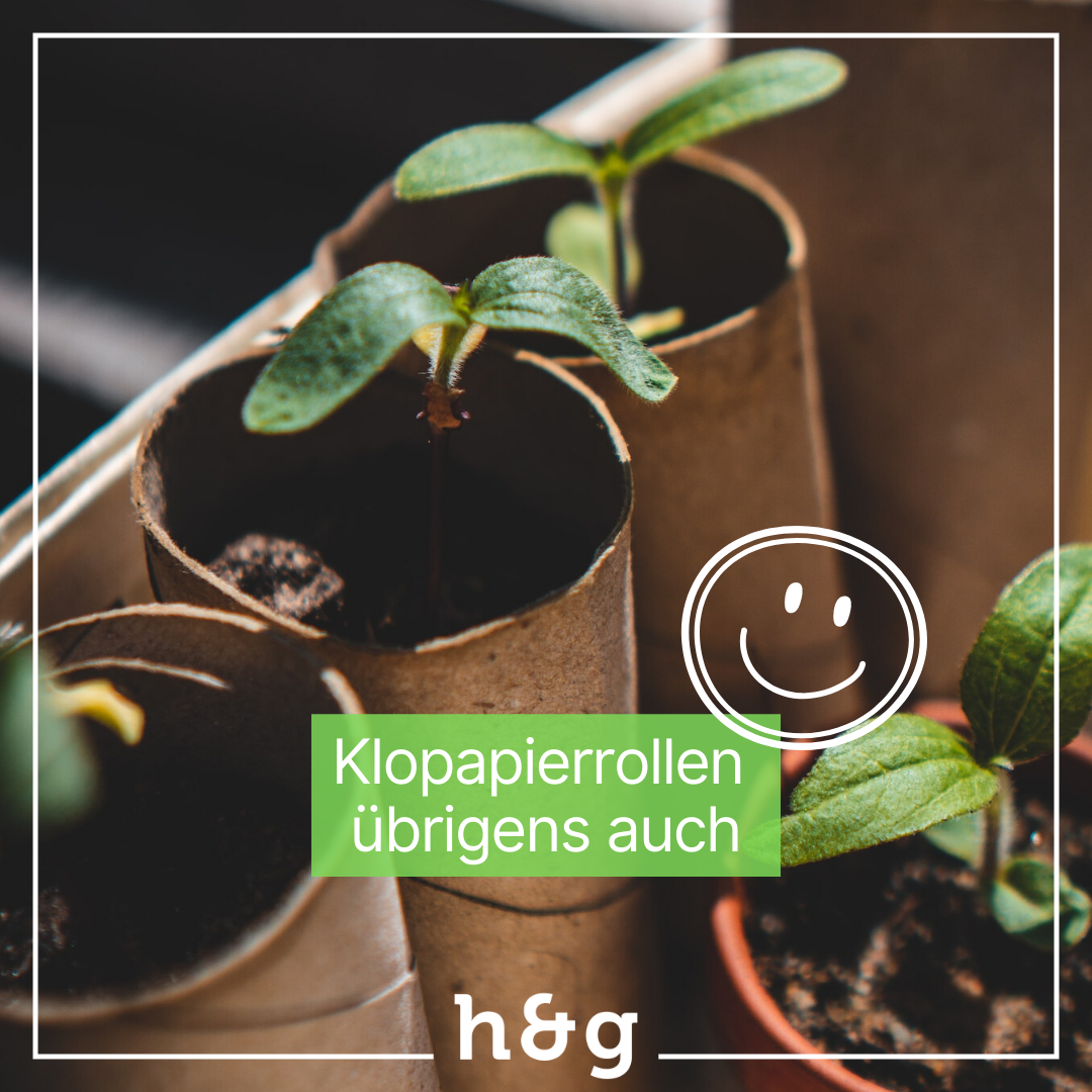 Nahaufnahme von jungen Keimlingen in mit Erde gefüllten Klopapierrollen als Anzuchttöpfe, überlagert von einem grünen Schriftfeld mit dem Text Klopapierrollen übrigens auch, weißer Smiley-Grafik und h&g-Logo