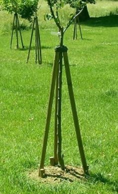 Baumstütze im Einsatz