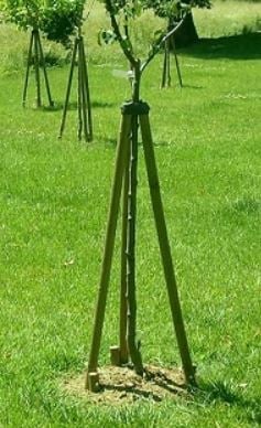 Baumstütze im Einsatz Baumstütze im Einsatz