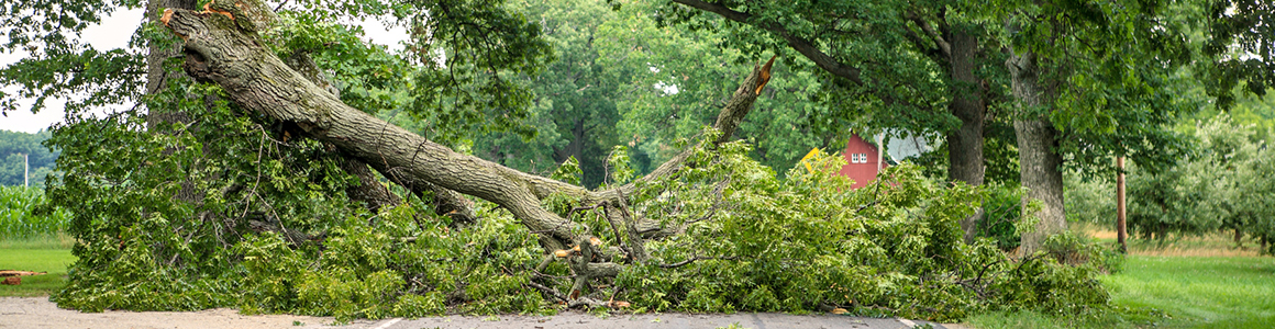Großer umgestürzter Baum blockiert eine Landstraße, gesplitterter Stamm mit dichtem grünem Laub, im Hintergrund Bäume und eine rote Scheune