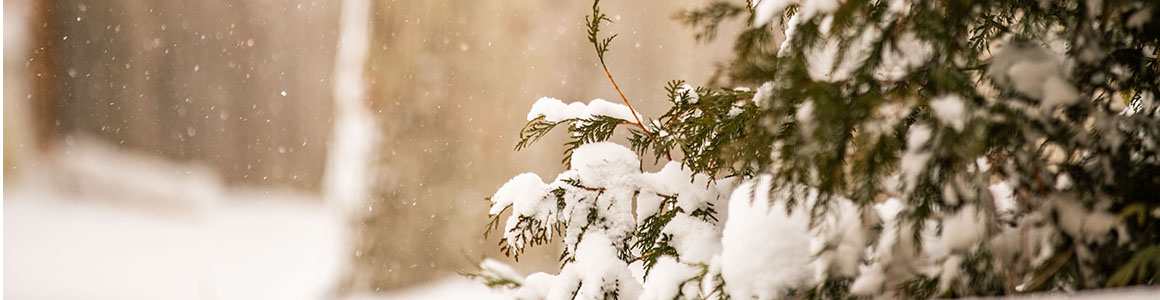 Schneebedeckte Zweige einer immergrünen Pflanze im Vordergrund, feiner Schneefall und unscharfer verschneiter Wald im Hintergrund
