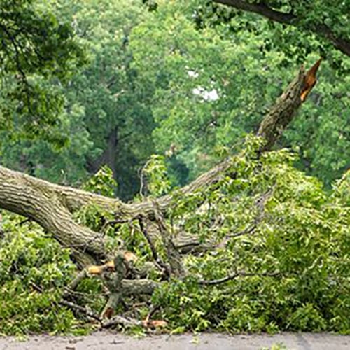 ratgeber-sturmschaden_500x500 Umgestürzter, abgebrochener Baum mit zerbrochenem Stamm und dichtem Astwerk liegt quer über einer Straße, umgeben von üppigem grünen Laub und Bäumen im Hintergrund