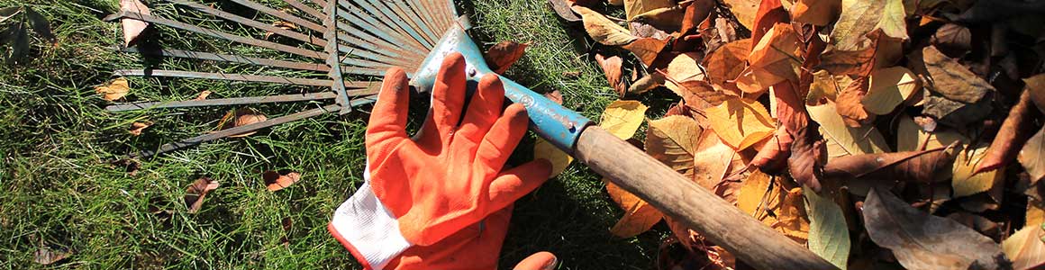 Laubrechen mit Holzstiel und orangefarbenen Gartenhandschuhen auf grünem Rasen neben einem Haufen bunter Herbstblätter