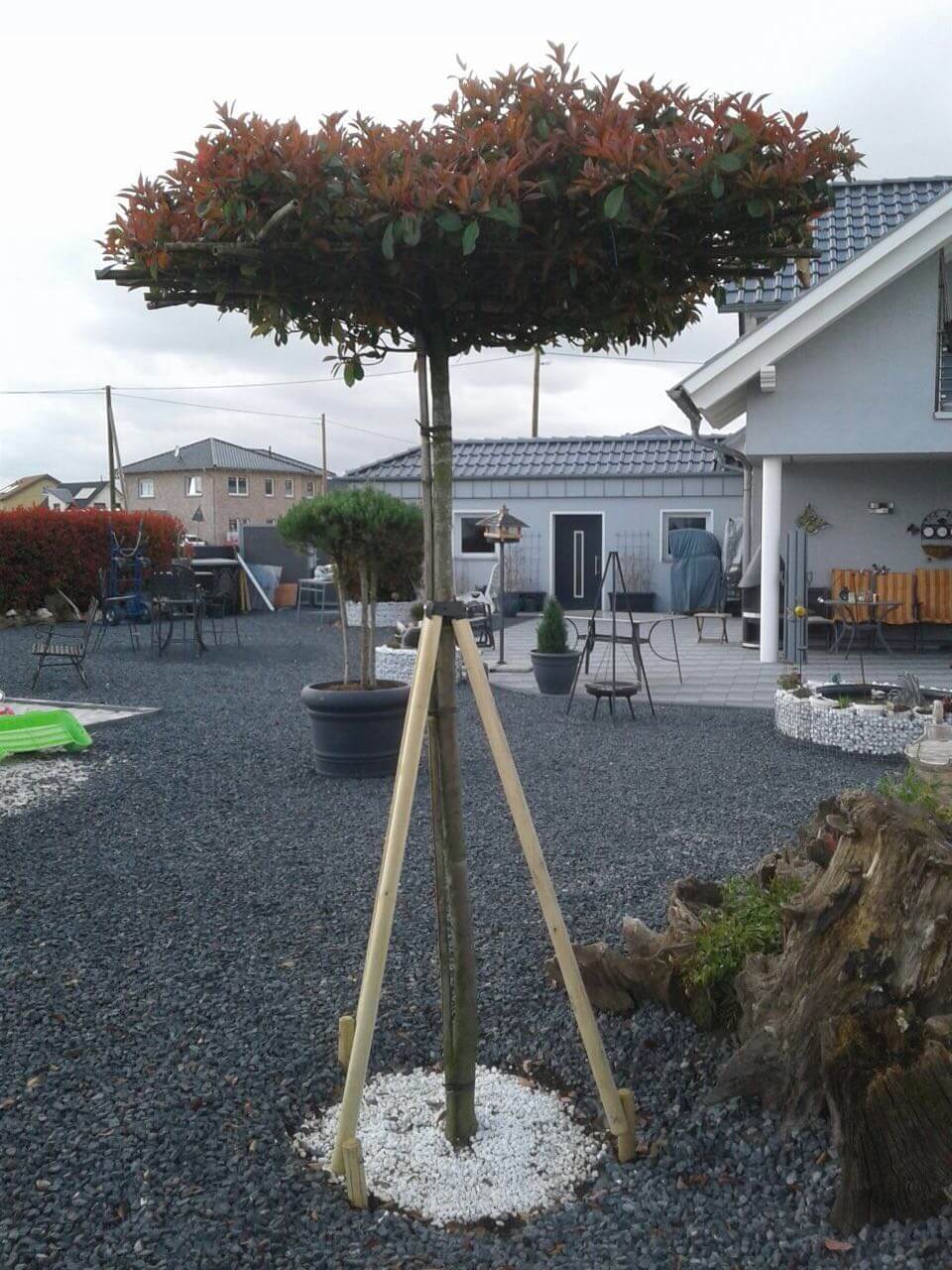 Baumstütze im Einsatz