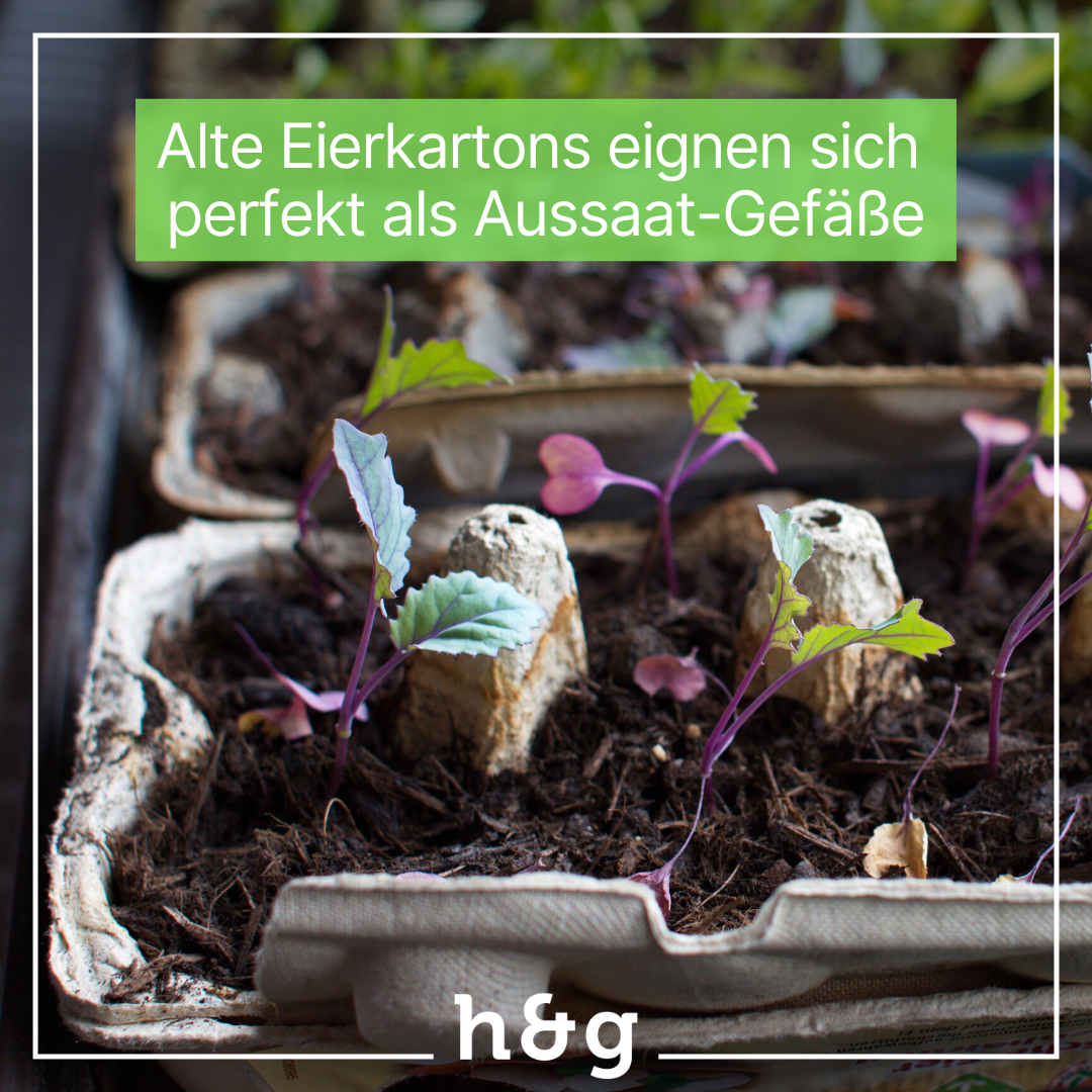 Alte Papier-Eierkartons als Aussaatgefäße, mit Erde gefüllt und mehreren jungen Setzlingen mit violetten Stängeln und grünen Keimblättern; grünes Banner oben mit Hinweistext und kleines h&g-Logo unten